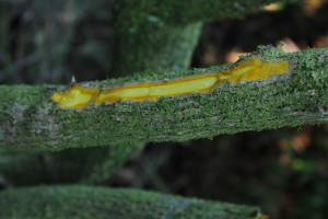 Barberry wood