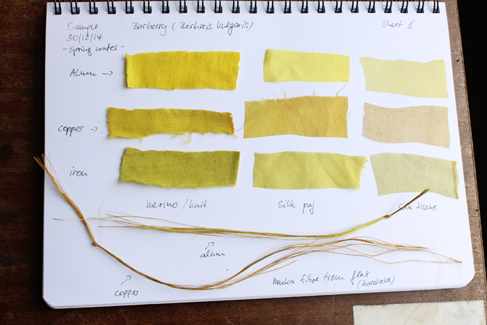 Colour swatches from the barberry dying experiment