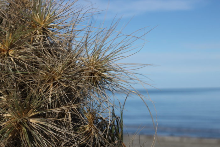 Otaki Beach Walk