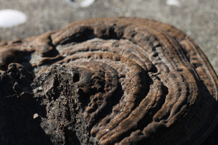 Otaki Beach Walk