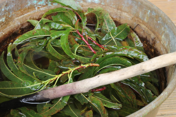 plant dyeing Birgit Moffatt